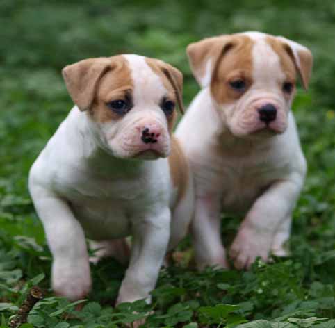 american bulldog